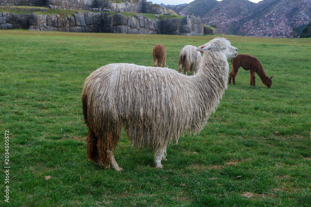 Naklejka premium Alpaca in the Sacred Valley
