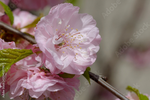 Closeup of one pink Prunus triloba flower on blurry background.