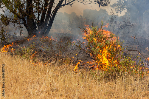 Photos Inminent danger : Bright flames consuming brushwood and dry bushes during a surface forest fire