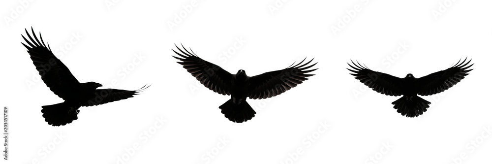 Fototapeta premium Flying Eagle Silhouette PNG Set - Black Hawk, Falcon, and Raven Birds in Flight with Open Wings Isolated on Transparent Background for Graphic Design, Logo Creation, Vector Badges, and Wildlife Illust