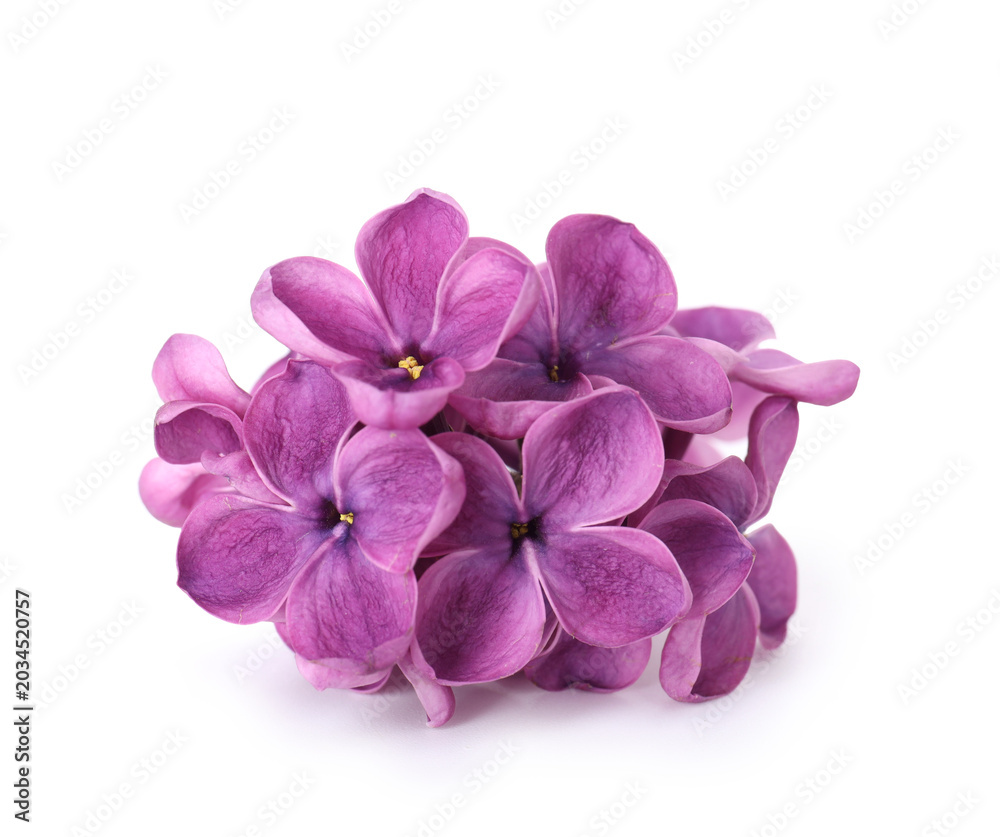 Obraz premium Fresh beautiful lilac flowers isolated on white