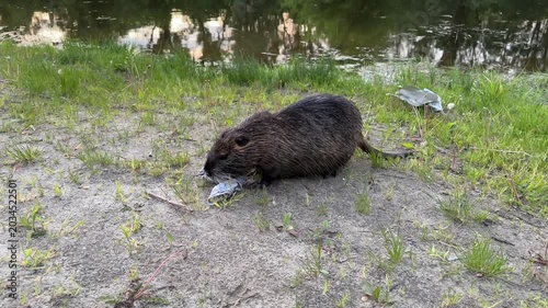 Wild Semi-Aquatic Nutria Rodent Foraging On Muddy Riverbank Next To Fabric Waste Litter