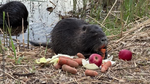 Cute Wild Coypu Nutria Animal Feeding On Fresh Apples And Carrots Near Lake Shore