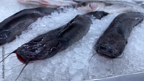 Fresh Raw Catfish Whole Fish Displayed On Chilled White Crushed Ice At Seafood Counter