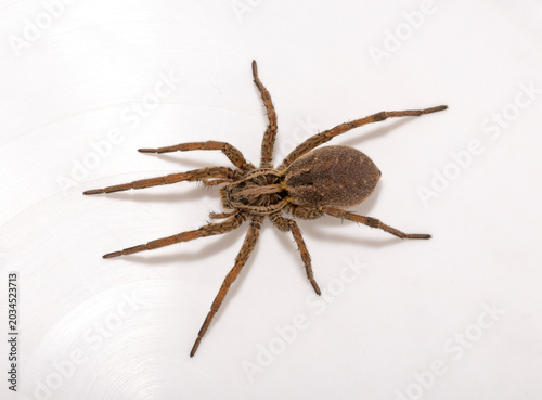 Fotografija Hogna radiata is a species of wolf spider. Female.