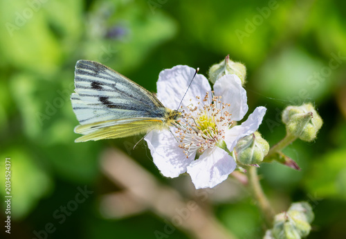 Photography "Green Veined White Butterfly" "Pieris napi" feeding on Blackberry blossom white flower