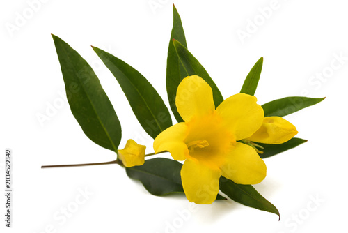Принти на полотні Yellow jessamine flowers