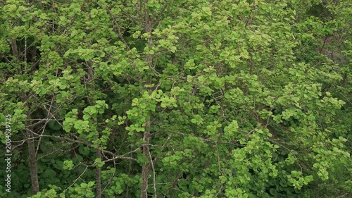 Overhead view of a mountain stream in an early summer forest