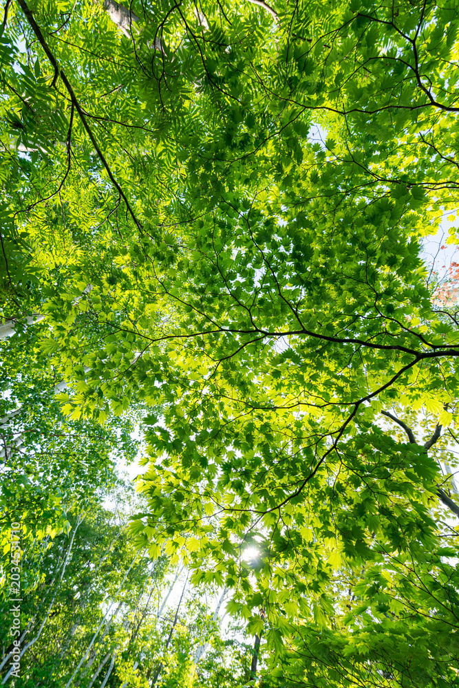 Fototapeta premium 新緑の葉が光に透ける、夏の林間で見上げた爽やかな樹木風景