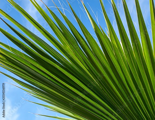 Vibrant Green Palm Frond Spreading Across Clear Blue Sky