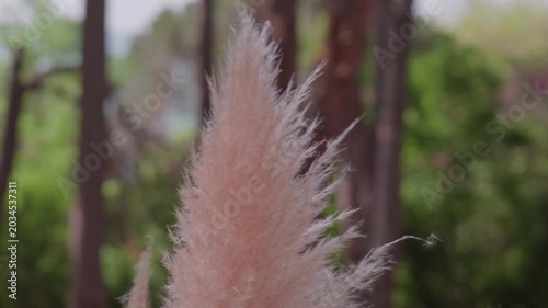 White Fluffy Plant Blowing in Wind