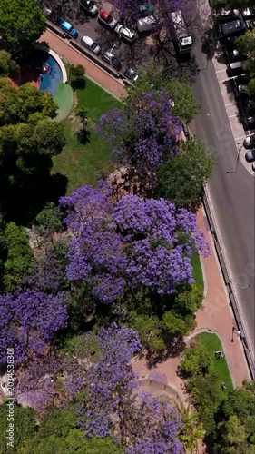Establishing aerial footage of Lisbon's historic Campo de Santa Clara, jacaranda trees in bloom, urban park, and cityscape.