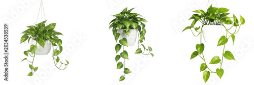 Принти на полотні Set of Three Hanging Pothos Plants in White Pots, Potted Epipremnum Aureum for I