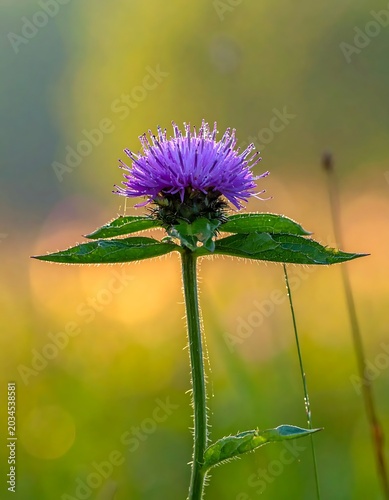 Delicate Purple Wildflower Blooming in Sunlit Meadow Field