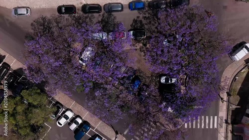 Overhead aerial footage of historic Lisbon park, purple jacaranda trees, and urban cityscape in summer bloom.