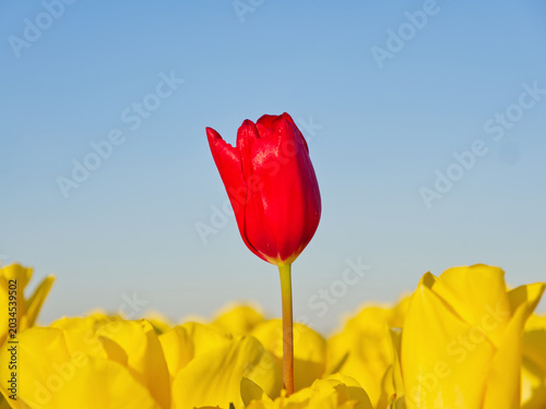 Single red tulip flower standing out prominently in a field of bright yellow tulip blooms