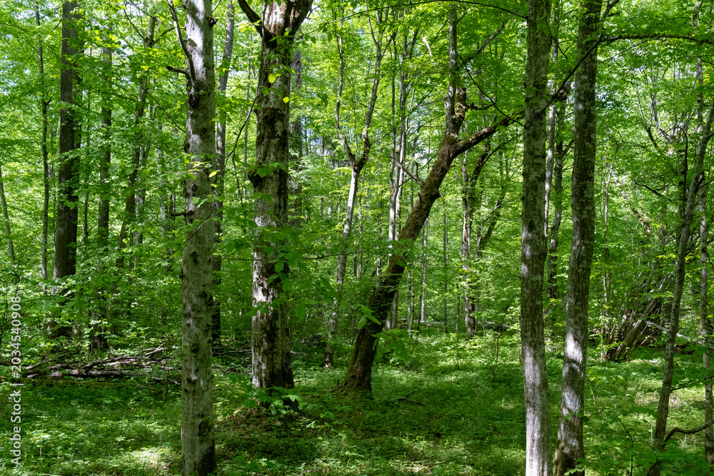Fototapeta premium Open spring forest interior with lichen covered trunks and green ground cover in Bialowieza Forest, Poland