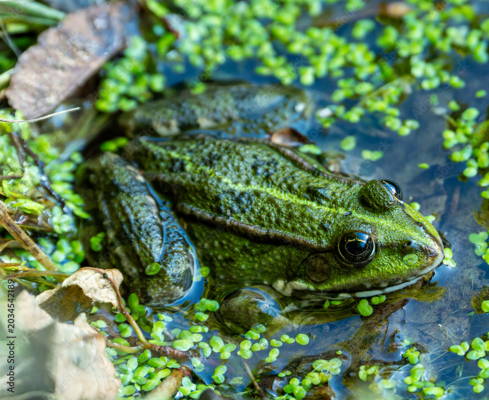 Obraz premium frog in the pond