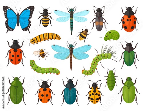 Colorful Insect Collection Arranged on White Background