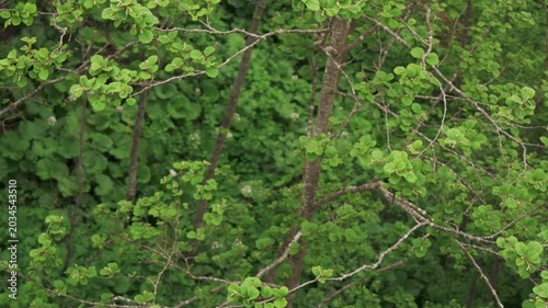 Overhead view of a mountain stream in an early summer forest