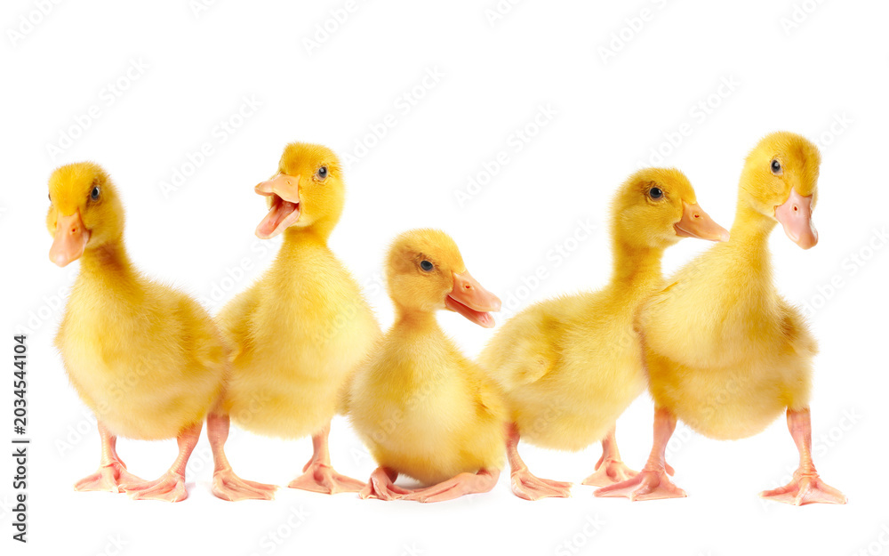 Naklejka premium Cute ducklings on white background. Baby animals