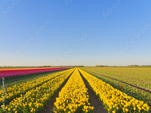 Vibrant yellow and pink tulip fields stretching to horizon under clear blue sky in Holland