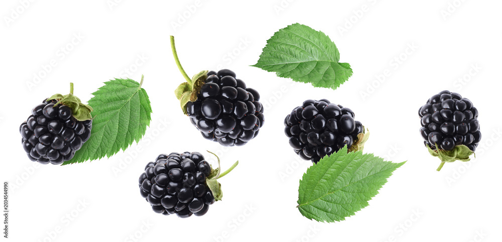 Obraz premium Fresh blackberries and green leaves flying in air against white background