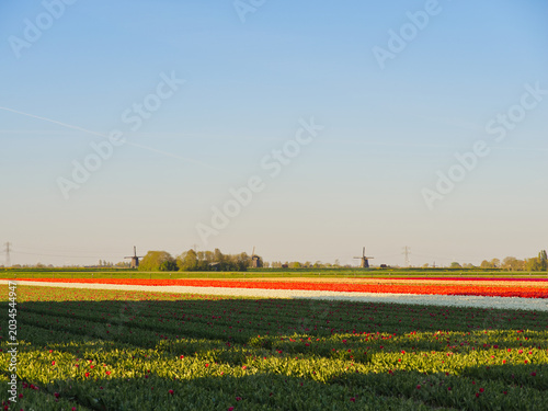 Colorful striped tulip fields stretching across Dutch countryside with windmills on horizon