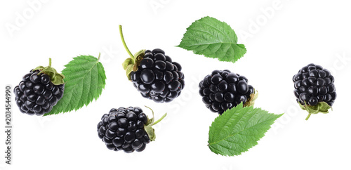 Quadro su tela Fresh blackberries and green leaves flying in air against white background