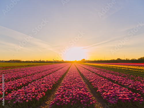 Rows of pink tulips in Dutch field during golden hour sunrise with dramatic sky backdrop