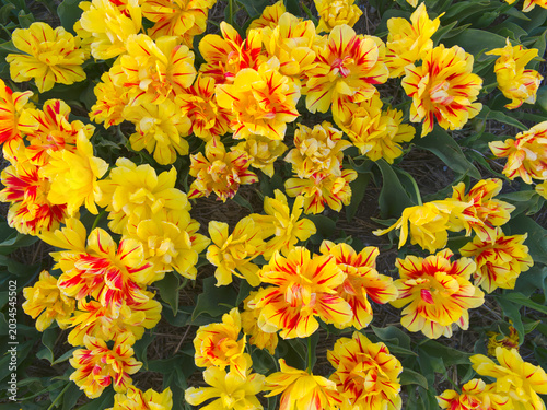 Beautiful yellow flowers with red stripes blooming abundantly in a garden bed with green foliage