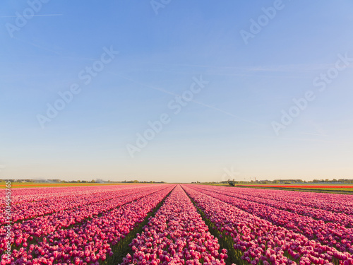 Endless rows of vibrant pink tulips stretching to horizon under clear blue sky in countryside