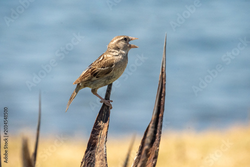 Female house sparrow (Passer domesticus) perched on an agave plant in Hammamet, Tunisia