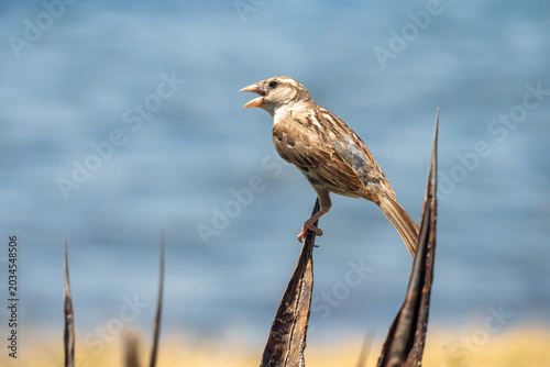 Female house sparrow (Passer domesticus) perched on an agave plant in Hammamet, Tunisia