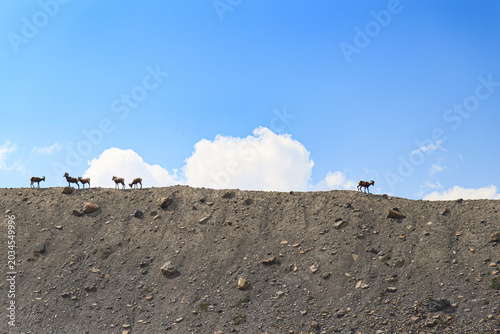 Cuadro en lienzo Big horn sheep on a ridge with the sky in the background