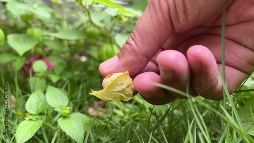 Hand picking ripe ciplukan fruit (Physalis angulata) in a tropical garden, showing its golden lantern husk and fresh organic wild plant in natural sunlight.