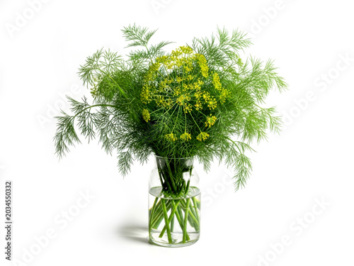 Fresh green dill herb bouquet in glass vase isolated on white background for healthy cooking seasoning concepts