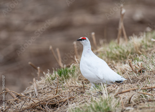 Fotografie Beautiful Rock ptarmigan bird in the nature of Iceland