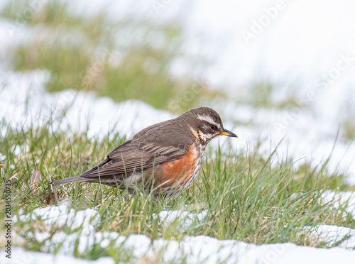 Foto beautiful redwing bird in the nature of Iceland