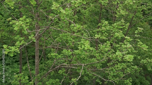 Overhead view of a mountain stream in an early summer forest