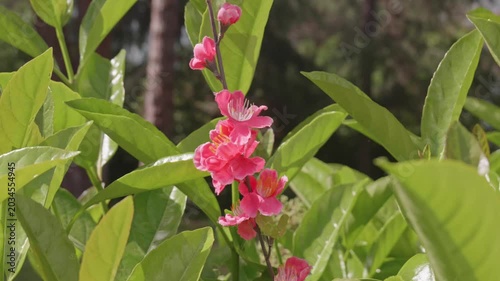 Artificial Pink Flower and Green Leaves Outdoors