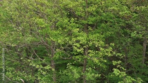 Overhead view of a mountain stream in an early summer forest