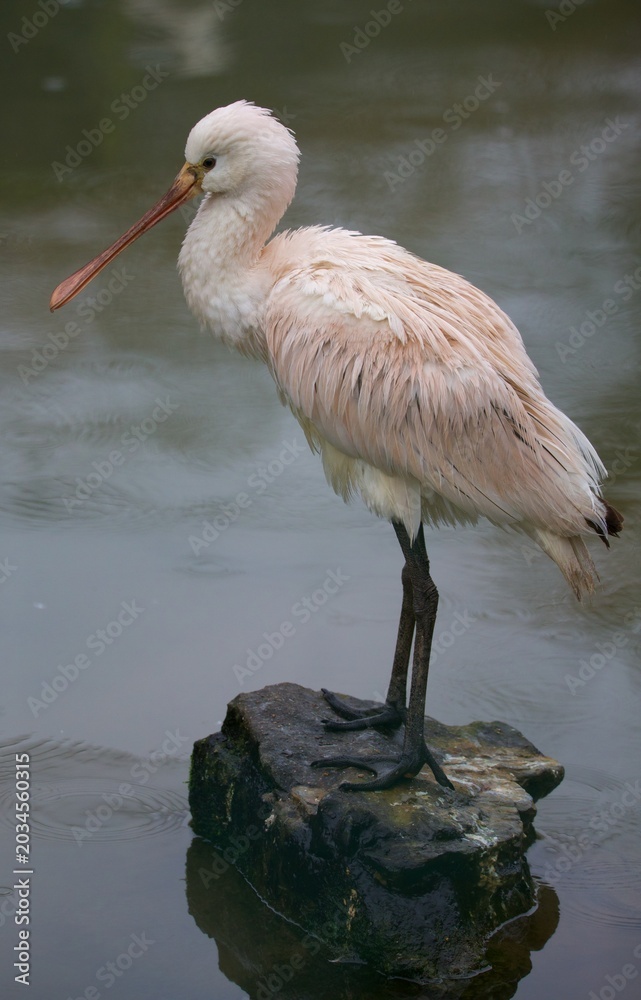 Obraz premium Eurasian Spoonbill Standing on Rock in Water – Elegant Wading Bird Wildlife Portrait