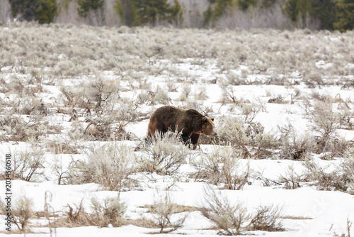 Canvas-taulu Brown bear walking in snow