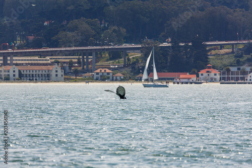 Fluke of Mother Gray Whale, critically endangered species, making an unusual appearance in San Francisco Bay with city skyline in background
