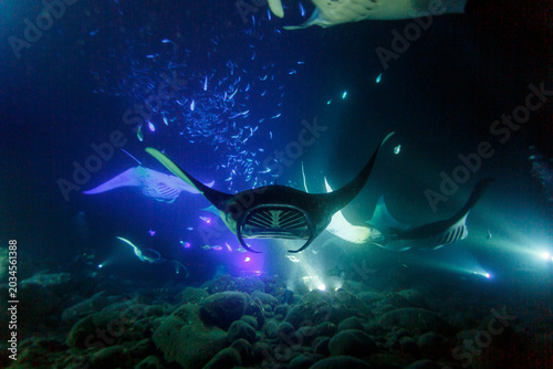 Canvastavla Colorful closeup of giant manta ray at night in tropics