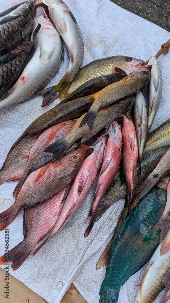 Fototapeta premium Fresh fish for sale at local market in capital city Suva, Fiji in South Pacific