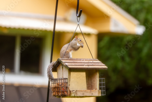 Wildlife in the backyard