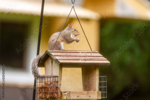 Wildlife in the backyard