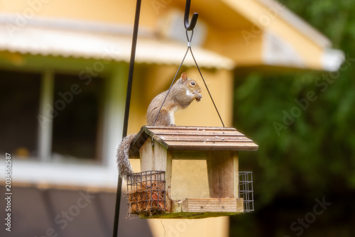 Wildlife in the backyard